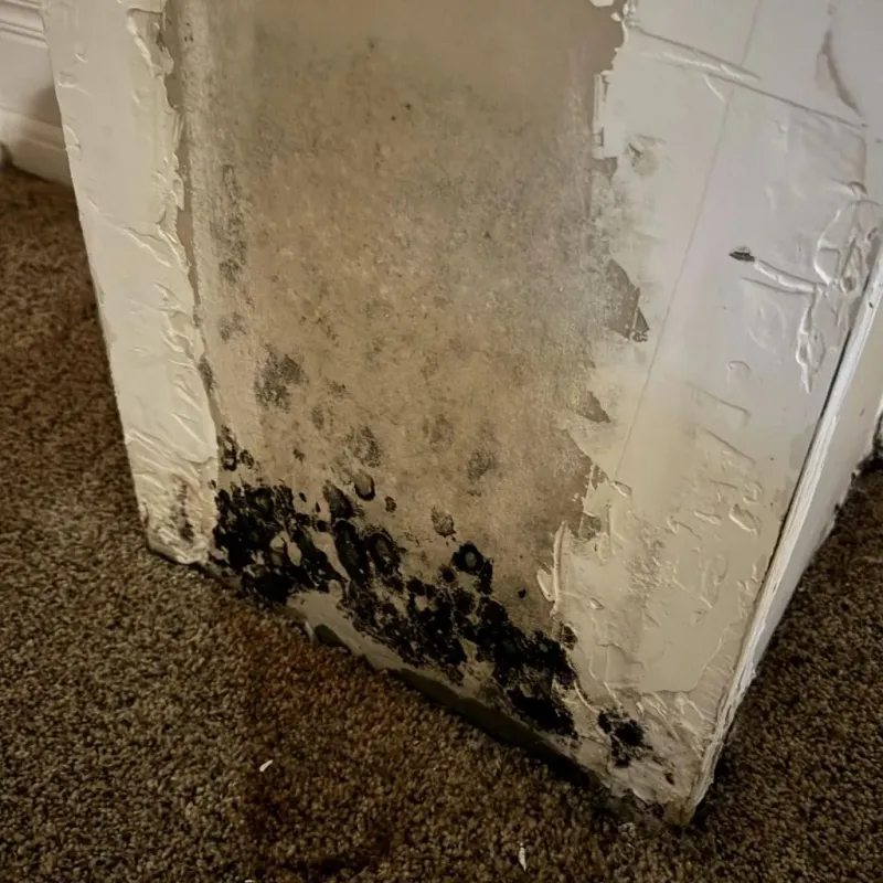 Professional Mold Removal in Calverton, NY